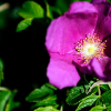 _D3S6688_klein