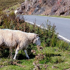 _DSC3128_klein