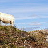 _DSC3302_klein