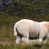 _DSC5371_klein